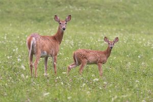 Urban hunt clears first reading in Westover